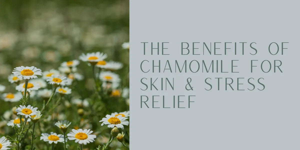 The Benefits of Chamomile for Skin and Stress Relief